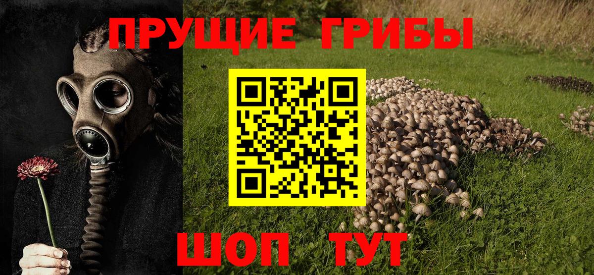 наркота  Псилоцибиновые грибы Psilocybine cubensis  Приморско-Ахтарск  Вход с VPN  Псилоцибиновые грибы GOLDEN TEACHER 